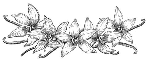 Vanille Blume mit Stöcke Satz. Vektor Hand gezeichnet Illustration von Orchidee Blume und Schoten auf isoliert Hintergrund. bündeln mit Gliederung Zeichnung von würzen. skizzieren im Linie Kunst Stil gemalt durch schwarz Tinten.