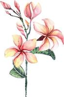 Plumeria mit Aquarell 2 vektor