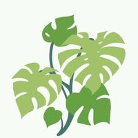 Einfachheit Monstera-Pflanze Freihand-Zeichnung flaches Design. vektor