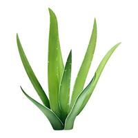 Aloe vera Pflanze isoliert detailliert Hand gezeichnet Gemälde Illustration vektor