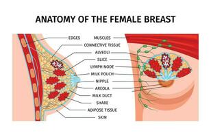 weiblich Brust Anatomie Infografiken vektor