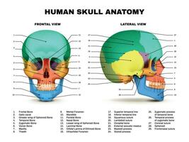 mänsklig skalle anatomi infographic vektor