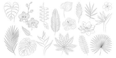 tropisch Blumen und Blätter Satz. Alpen, Anthurie, Frangipani, Helikonie, Hibiskus, Lotus, Orchidee, Strelitzie. Vektor botanisch Illustration, Kontur Grafik Zeichnung.