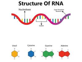 rna Ribonukleinsäure Säure. strukturell Formel von Adenin, Cytosin, Guanin und Uracil. Vektor Diagramm zum lehrreich, medizinisch, biologisch, und wissenschaftlich verwenden