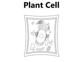 Pflanze Zelle Struktur, Anatomie Infografik Diagramm mit Teile eben Vektor Illustration Design zum Biologie Wissenschaft Bildung Schule Buch Konzept Mikrobiologie Organismus planen Etiketten von Komponenten