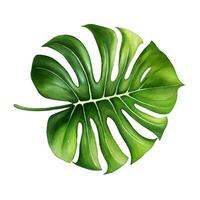 monstera blad illustration vektor