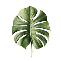 monstera blad illustration design vektor