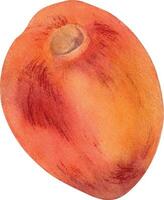 frisch ganze rot Pfirsich Aquarell Illustration isoliert auf Weiß. Hand gezeichnet reif Orange Obst Nektarine. Gemälde Essen Illustration, Design Element zum Paket, Etikette vektor