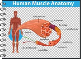 menschliche Muskelanatomie mit Körperanatomie vektor