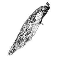 Pfau Vogel mit lange Schwanz Linie Vektor Illustration. tropisch Natur realistisch detailliert Clip Art im schwarz und Weiß