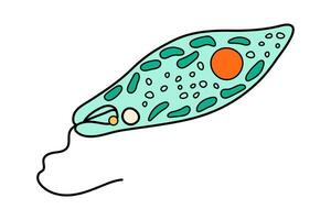Euglena viridis proteus Wissenschaft Symbol mit Kern, Vakuole, kontraktil. Biologie Bildung Labor Karikatur Protozoen Organismus. Fett gedruckt hell einzellig Mikroorganismus. Vektor Illustration isoliert