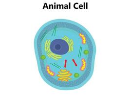 illustration av de växt cell anatomi strukturera. vektor infographic med kärna, mitokondrier, endoplasmatisk retikulum, golgi anordning, cytoplasma, vägg membran etc