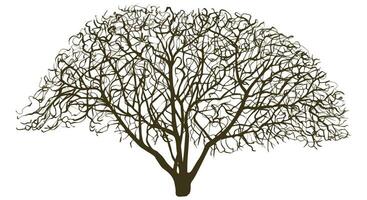 magnolia träd i höst vektor Färg illustration 2