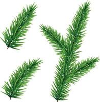 einstellen von Grün Fichte Weihnachten Baum Geäst isoliert auf Weiß Hintergrund vektor