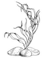 Seetang mit Meeresboden Steine. Hand gezeichnet Vektor Illustration auf isoliert Hintergrund von unter Wasser Meer Algen und Ozean Boden. Linie Kunst unterseeisch Zeichnung von Laminaria gemalt durch schwarz Tinten.