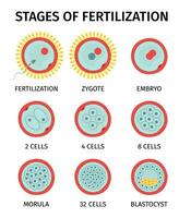 cell embryo runda kompositioner vektor