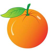Illustration einer Orangenfrucht vektor
