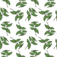 basilika växt sömlös mönster teckning vektor illustration upprepa bakgrund. dekorativ prydnad med basilika löv gren, doftande ört, krydda,. för design, kort, textil, skriva ut, papper, omslag