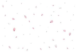 realistisch Kirsche Blütenblätter. Vektor Illustration