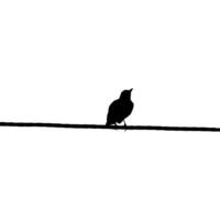 silhuett av de fågel uppflugen på de elektrisk tråd bas på min fotografi. vektor illustration