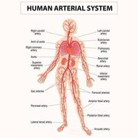 menschlicher Kreislauf sanguinisches, kardiovaskuläres, vaskuläres und arterielles System vektor