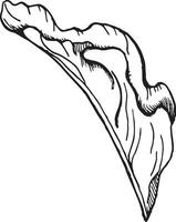 Meer Pflanze Tinte Hand gezeichnet Illustration isoliert auf Weiß Hintergrund. rot porphyra Single Blatt, Seetang schwarz Weiß Linie Vektor. Design Element zum Paket, Etikett, Verpackung, Marine Sammlung. vektor