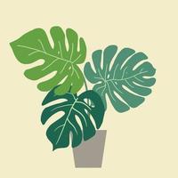 monstera deliciosa, den schweiziska ostväxten, en populär dekorativ husväxt som är infödd i tropisk regnskog. vektor