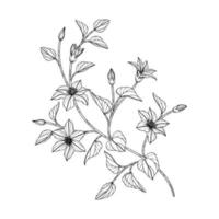 handgezeichnete Clematis-Blumenillustration. vektor