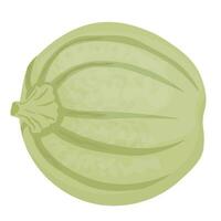 runda squash. grön pumpa. vektor illustration. skörda. grönsak. isolerat på en vit bakgrund.