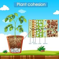 Diagramm, das den Pflanzenzusammenhalt zeigt vektor