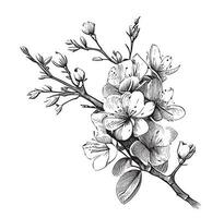 körsbär blomma skiss hand dragen i klotter stil vektor illustration