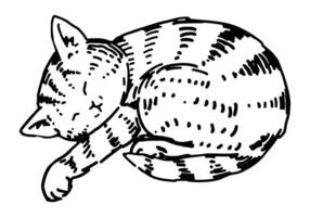 skizzieren von süß Schlafen Katze. Gekritzel von inländisch Tier Kätzchen Haustier. Hand gezeichnet Vektor Illustration. Single Gliederung Clip Kunst isoliert auf Weiß.