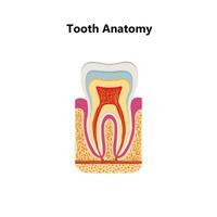 Mensch Zähne realistisch Infografiken mit eben Bilder von Zahn Profil Ansichten mit Dentin Gummi und Fruchtfleisch Vektor Illustration