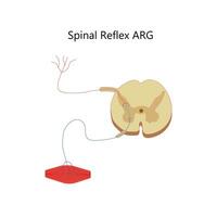 vektor spinal reflex arg vektor illustration