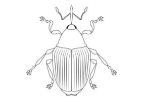 svart och vit ceutorhynchus napi vivel ClipArt. färg sida av ceutorhynchus napi vivel vektor