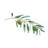 Olive Ast mit Grün Oliven isoliert auf Weiß Hintergrund. Aquarell Illustration. vektor