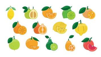 citrus- frukt mat allergener, illustration uppsättning i Färg vektor, citron- och orange, grapefrukt och mandarin, kalk och bergamott, pomelo och calamondin, tangelo och kumquat, ponkan och limetta, kombava vektor