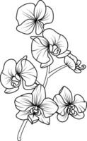 orkide svart och vit vektor teckning