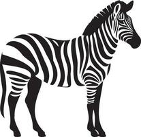 Zebra auf ein Weiß Hintergrund Vektor