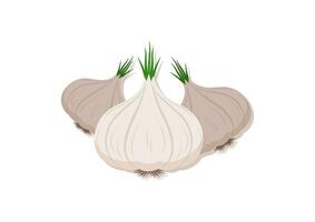 Vektor Illustration von Knoblauch frisch Gemüse. köstlich gesund Essen