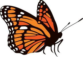 Vektor Orange Monarch Schmetterling. ein schön Insekt mit groß farbig Flügel. Zeichnung von ein fliegend Käfer