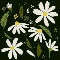 vit daisy kamomill blommor. kamomill vektor illustration uppsättning. söt runda blomma huvud växt natur samling. dekoration element. kärlek kort symbol. platt design för kort, förpackning, grafik, textil-