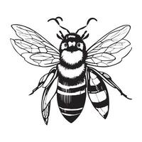 Vektor Bild Hand Zeichnung Biene Gliederung Illustration
