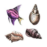 Muscheln, tropisch Fisch Farbe Vektor Satz. Hand gezeichnet skizzieren Illustration. Sammlung von realistisch Skizzen von verschiedene Weichtiere Meer Muscheln von verschiedene Formen isoliert auf Weiß Hintergrund.