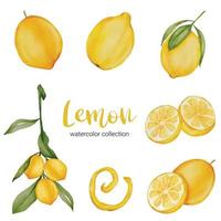 citron frukt akvarell samling platt vektor