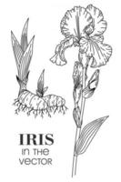 Skizze einer Iris auf weißem Hintergrund vektor