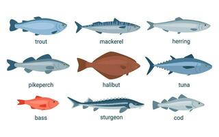 fisk djur- uppsättning, rå skaldjur för måltid. samling fiskar öring, tonfisk, makrill, sill, gädda abborre, hälleflundra, bas, stör, torsk. ätlig marin fisk vektor tecknad serie stil illustration