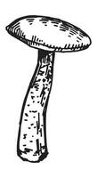 översikt ClipArt av ätlig svamp. klotter av höst skog skörda. hand dragen vektor illustration isolerat på vit bakgrund.