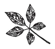 Gliederung Clip Art von gefallen Blatt. Gekritzel von Herbst Botanik Attribut. Hand gezeichnet Vektor Illustration isoliert auf Weiß Hintergrund.