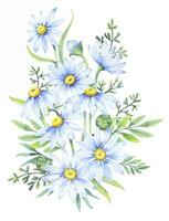 bukett av prästkragar, vattenfärg illustration. kamomill blommig arrangemang av trädgård daisy blommor, kronblad, löv och knoppar vektor